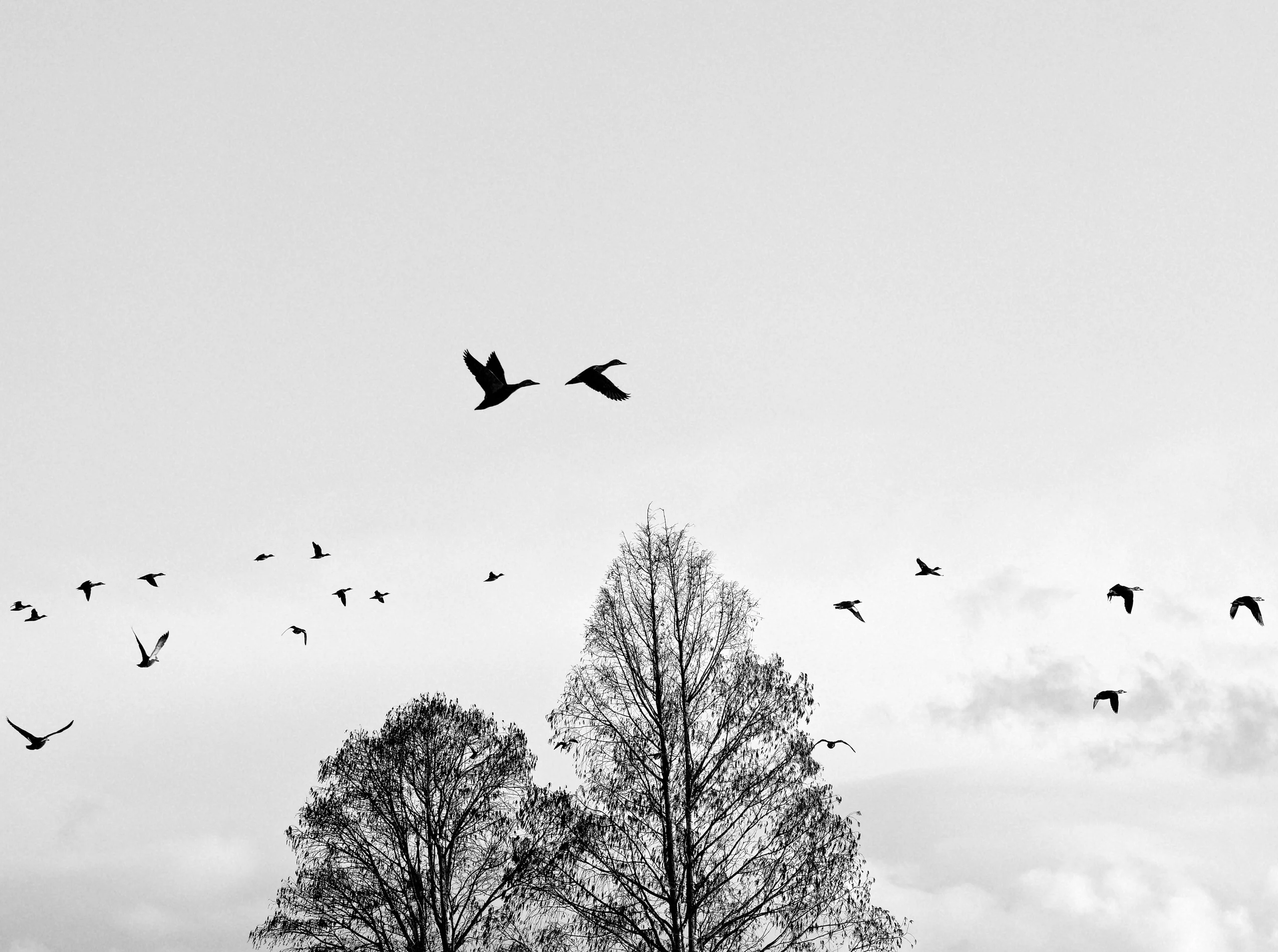 曇り空を飛ぶ鳥の群れと、画面の下から伸びる木々を写したモノクロ写真