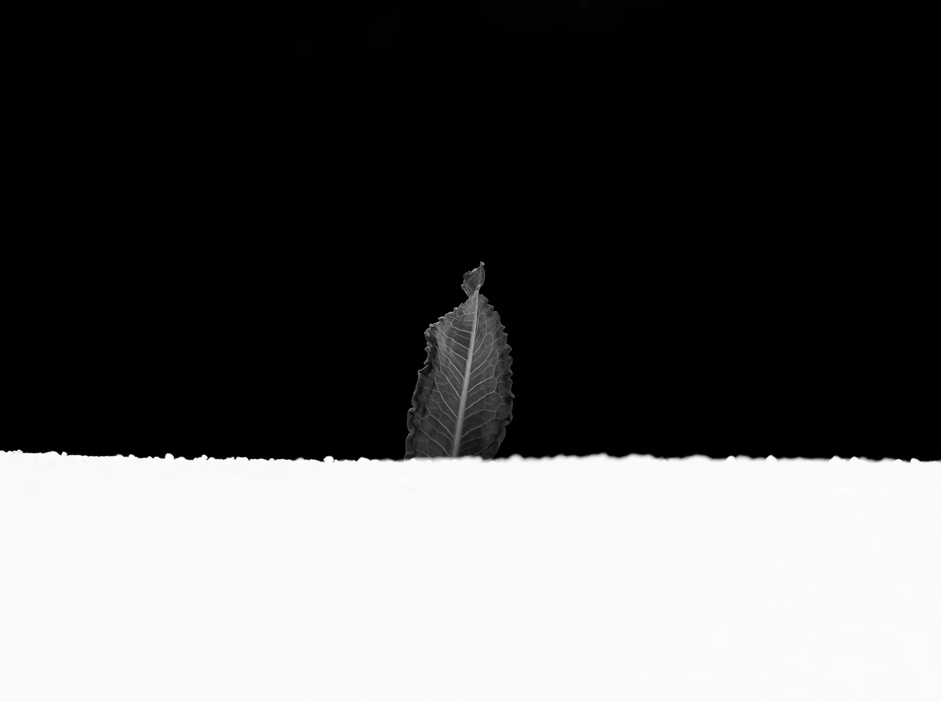 黒い背景と白い面の境目に立つ、一枚の葉を写したモノクロ写真