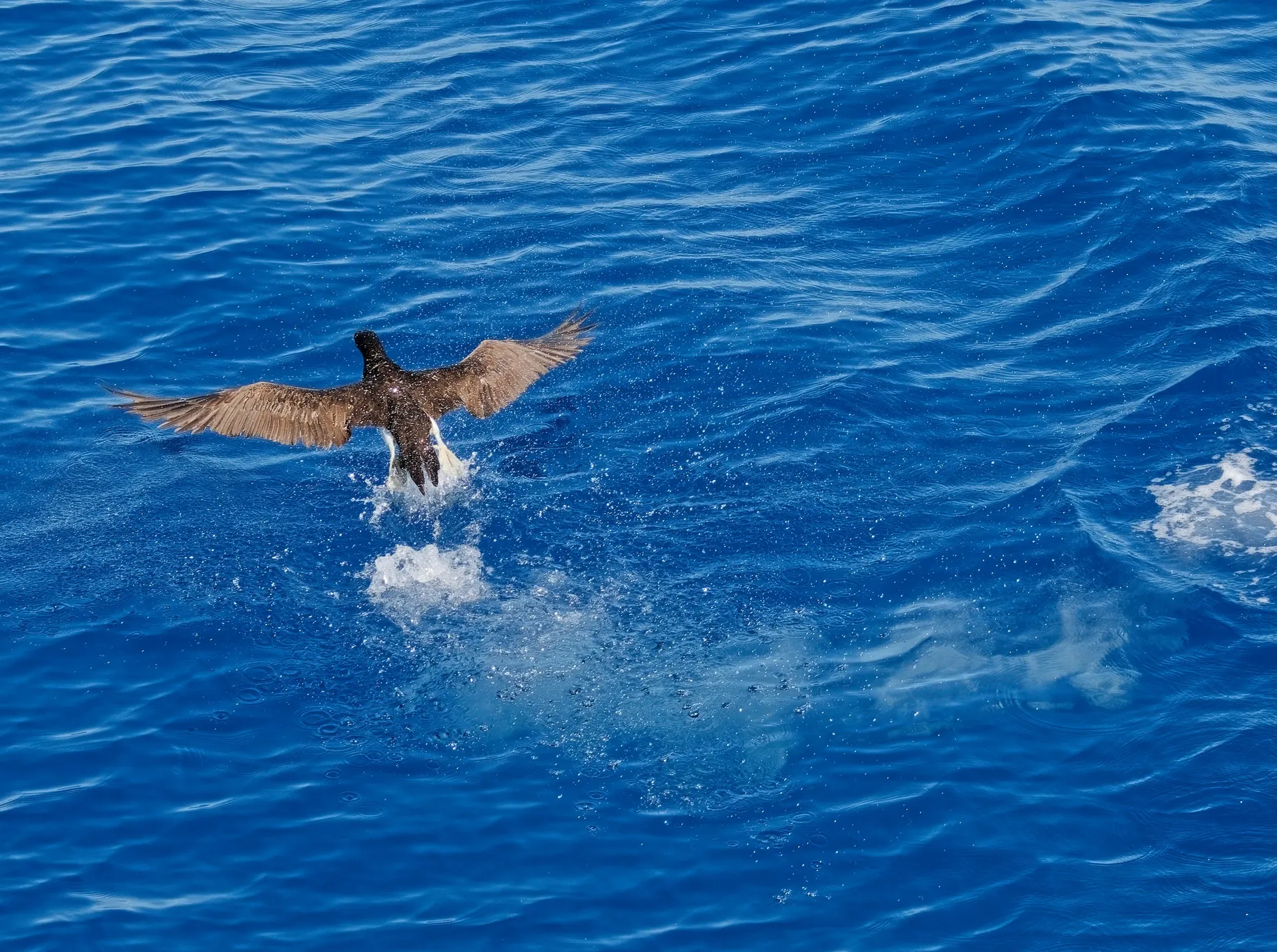 青い海面から飛び立ち、羽を広げて水しぶきを上げる鳥