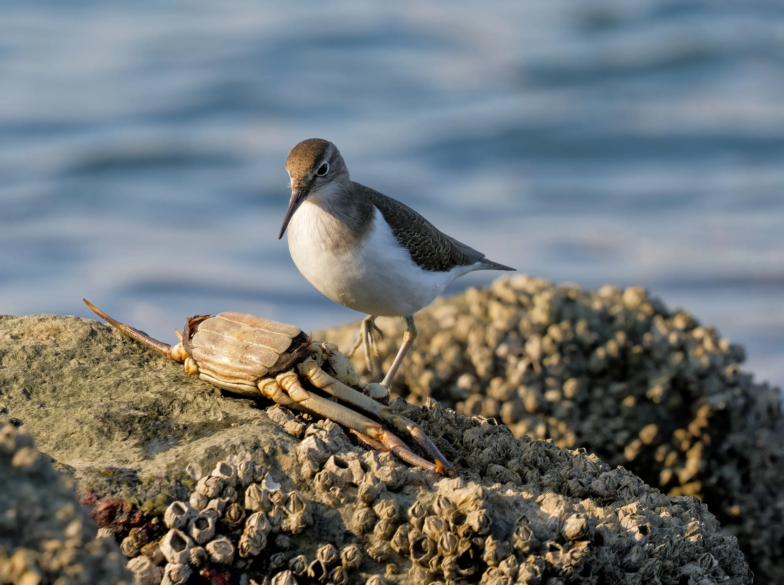 岩場に立つ白と茶色の小さな鳥と、足もとにいるカニ