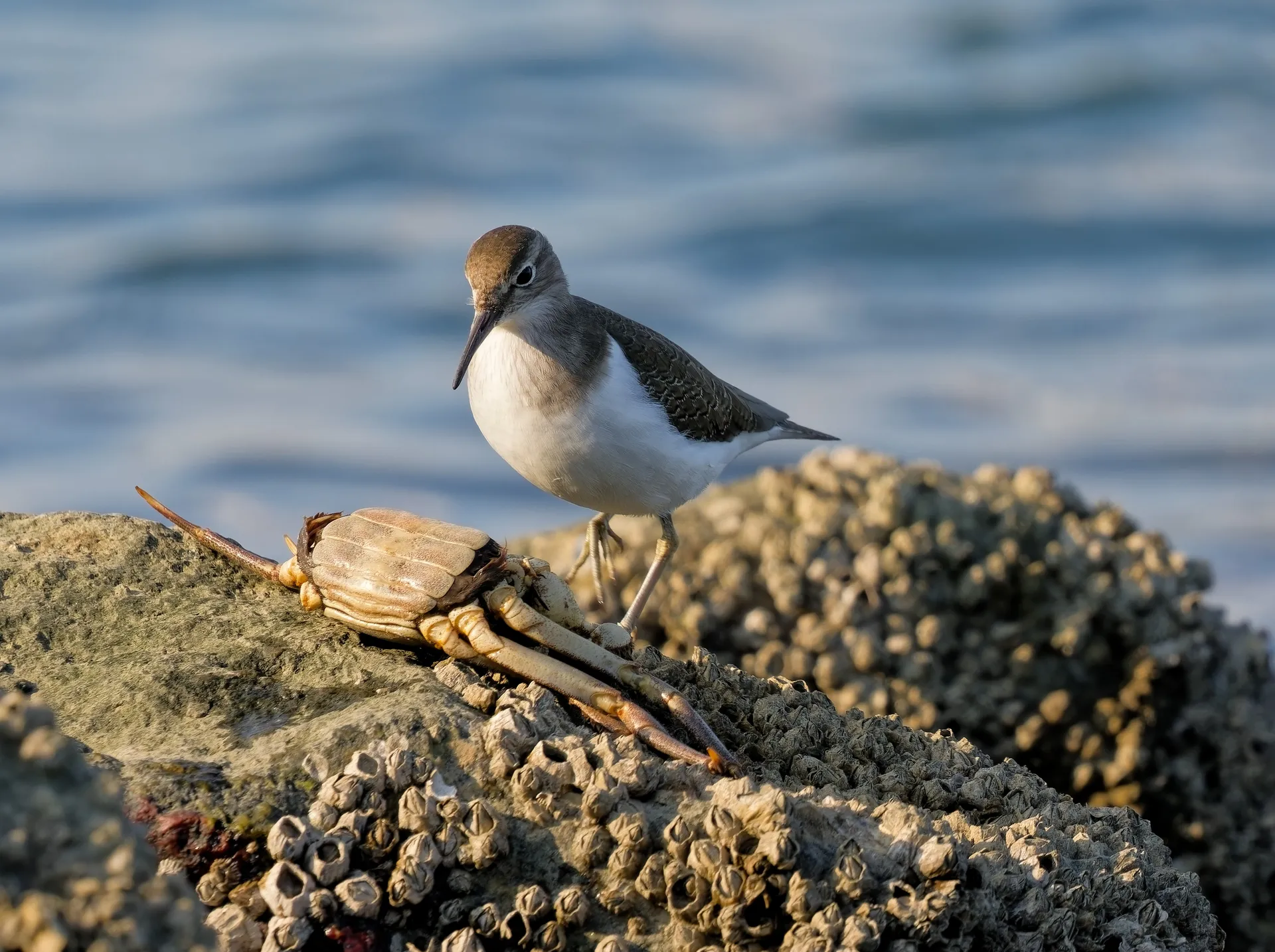 岩場に立つ白と茶色の小さな鳥と、足もとにいるカニ