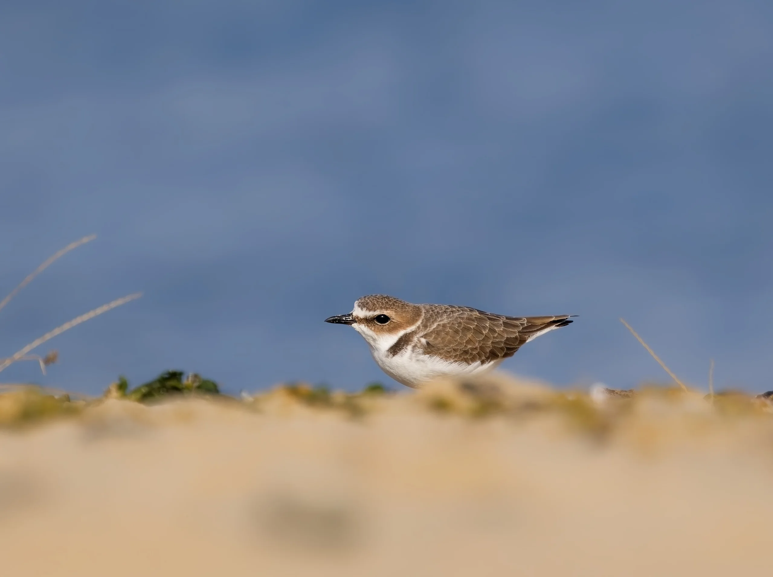 青い背景を背に、砂地に立つ小さな茶色と白の鳥
